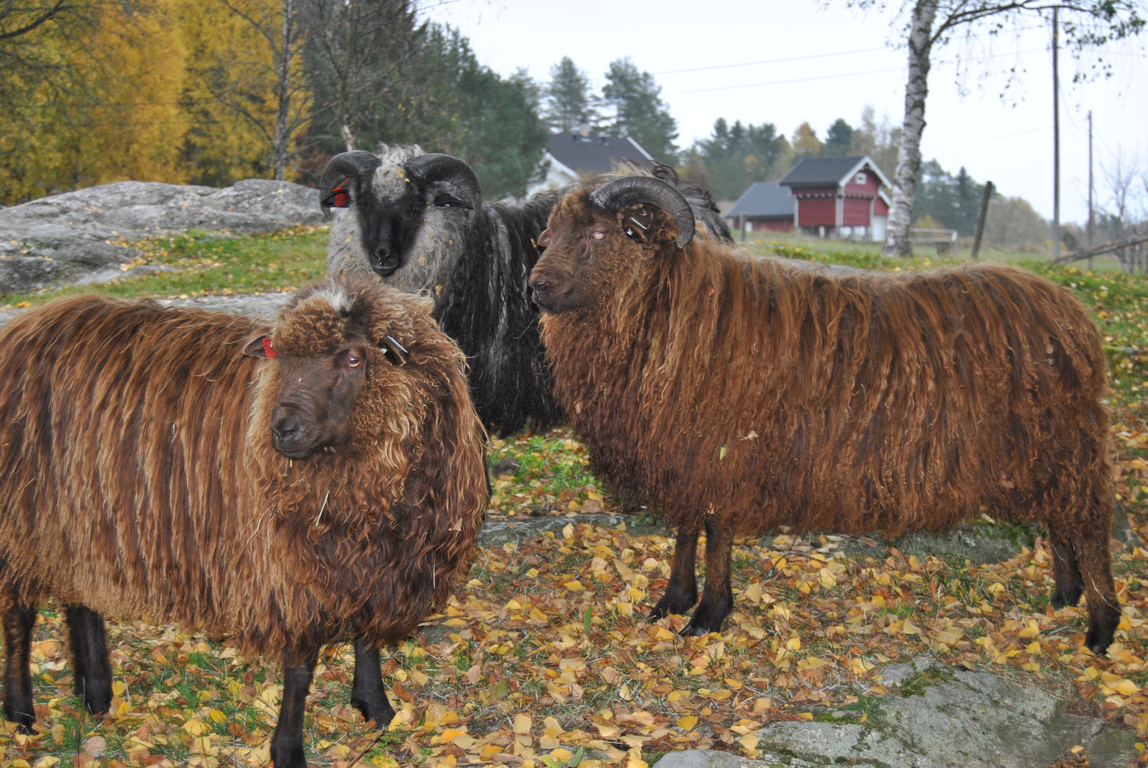 Artikkelbilde til artikkelen Livdyrpriser