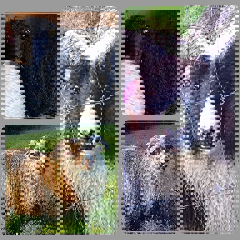 Nye seminværer og avl