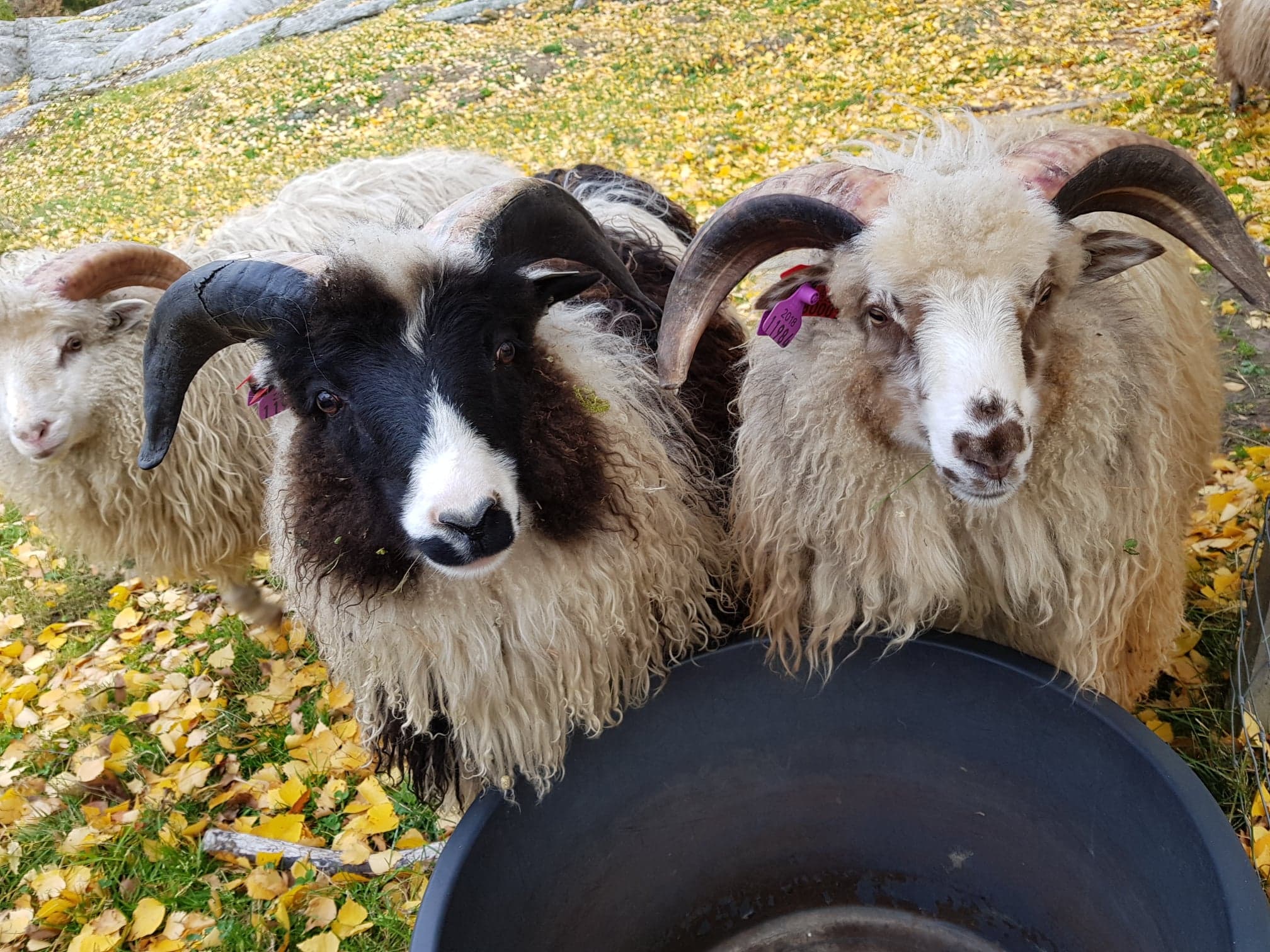 Artikkelbilde til artikkelen Rasegodkjennning 2026