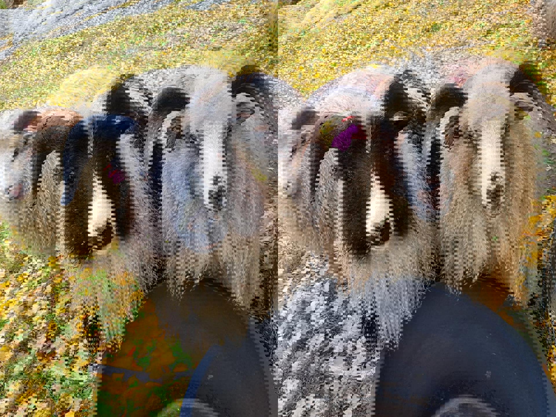 Rasegodkjennning 2025