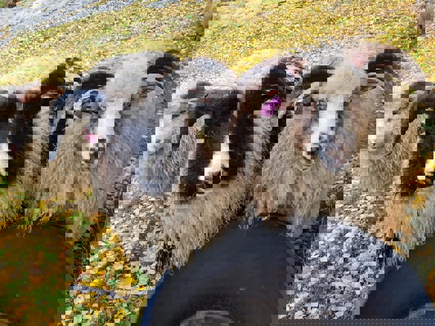 Rasegodkjennning 2026